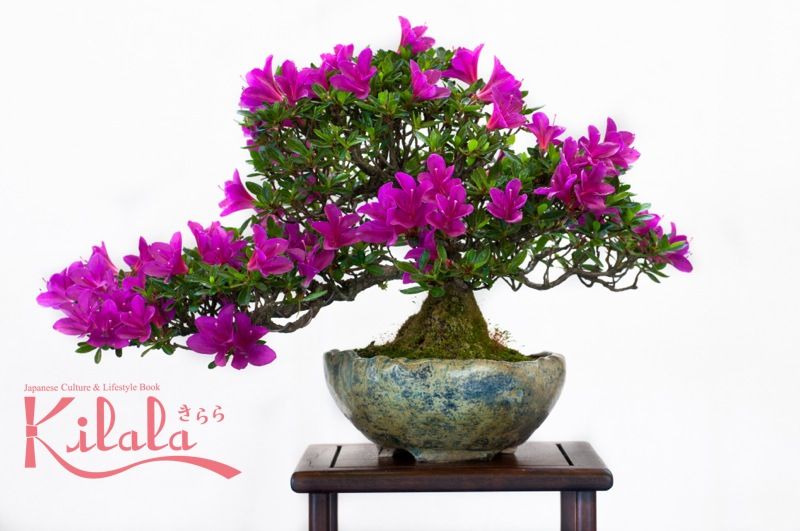 nghệ thuật Bonsai nghệ thuật Bonsai